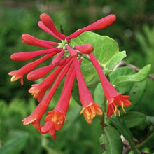 Coral Honeysuckle Lonicera sempervirens for flower garden