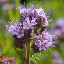 Phacelia Seeds (Phacelia tanacetifolia) for seasonal color across the Pollinator Flower Bed