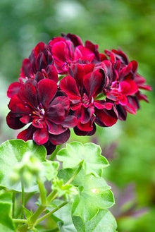 Pelargonium Pelargonium Hortorum Seeds for colorful blooms in the Flower Bed & Urban Garden