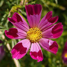 Cosmos Sea Shells Seeds for a colorful addition to any planting