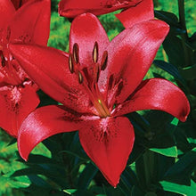 Lily Seeds for seasonal color across the Lilium bed border garden
