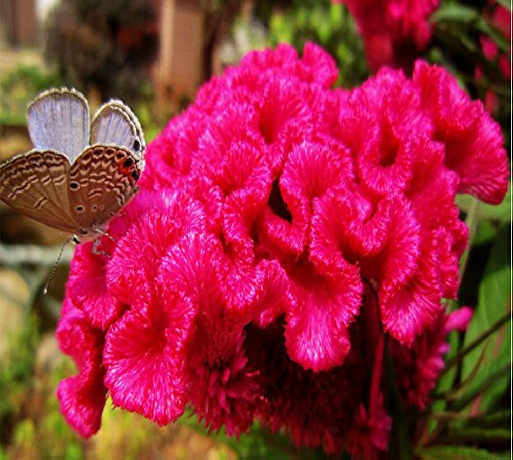 Multicolor Fuchsia Lantern Flower Indoor & Balcony Plant - for planting in home garden