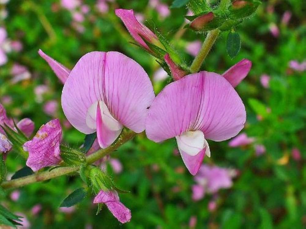 Hauhechel Ononis Spinosa Dornige Flower Seeds for Planting – Suitable for Wildflower Meadows and Native Gardens