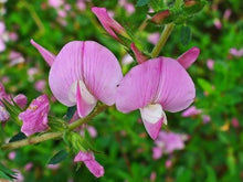 Hauhechel Ononis Spinosa Dornige Flower Seeds for Planting – Suitable for Wildflower Meadows and Native Gardens