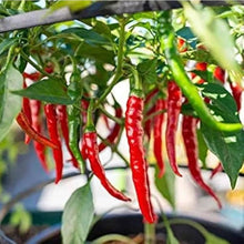 Cayenne Long Red Hot Pepper Seeds for a fresh homegrown crop from the Your Garden