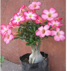Adenium Obsum Desert Rose Triple Viola Intense Seeds for gardeners building out beds and borders