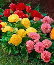 Mixed Begonia Seeds for growers seeking a long-blooming display