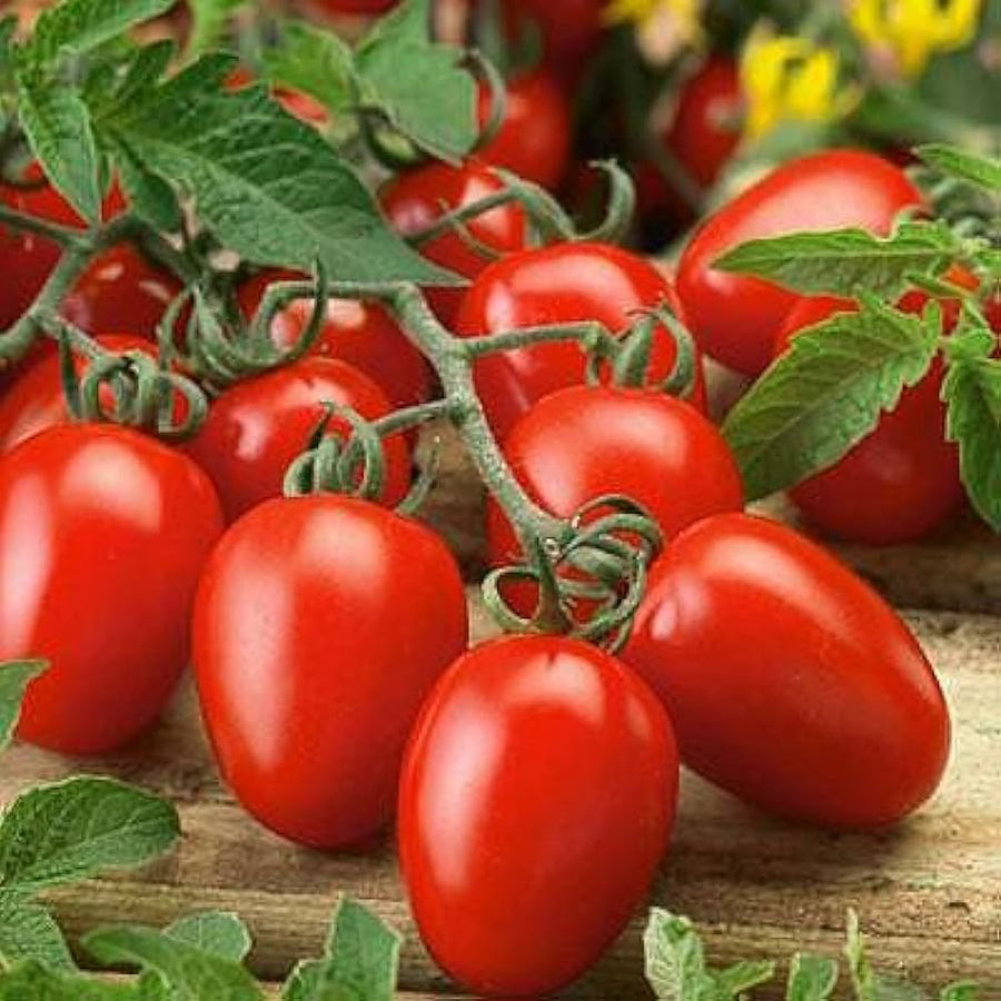 NOVA tomato seeds – Solanum lycopersicum – for planting in home garden