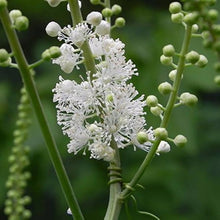 Black Cohosh Actaea racemosa Seeds for planting in flower bed