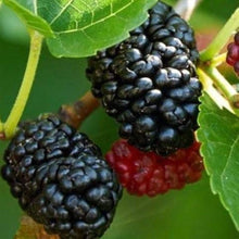 Mulberry Seeds (Morus spp.) for sweet homegrown fruit in the fruit gardens and landscapes