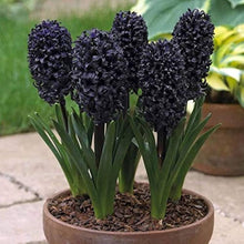 Black Hyacinth Seeds for a colorful addition to any planting
