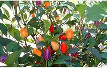 Bolivian (Rainbow Pepper Capsicum annuum vegetable) for planting in garden