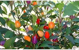 Hot (Pepper Capsicum annuum vegetable) for planting in garden