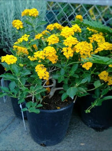 Common Lantana Seeds (Lantana camara) for growers filling out the flower beds and garden borders