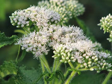 Eupatorium Boneset Seeds (Eupatorium perfoliatum) grown for herb Woodland