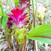 Rare Rhizoma Curcuma Seeds for growers seeking a long-blooming display