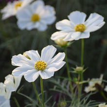 Cosmos Sonata Mix flower Seeds for reliable seasonal color
