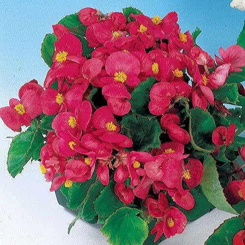 Herrlich Begonia Trinken Deep Rose Flower Seeds â€“ Rich Pink Blossoms for Shaded Spots