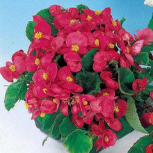 Herrlich Begonia Trinken Deep Rose Flower Seeds â€“ Rich Pink Blossoms for Shaded Spots