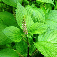 Perilla Frutescens Seeds for planting in herb garden