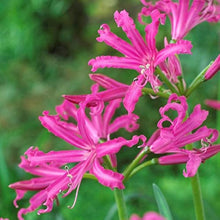 Lilium Brownii Pink Dot Seeds (Perfume lily) for growers filling out the vertical garden and outdoor pots