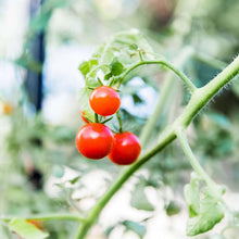 Tomato Seeds (Solanum lycopersicum) prized among growers for lake Variety in Backyard Gardening