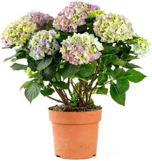 Mini Hydrangea Seeds (Hydrangea macrophylla) for climbing cover in the indoor pots and balcony gardens