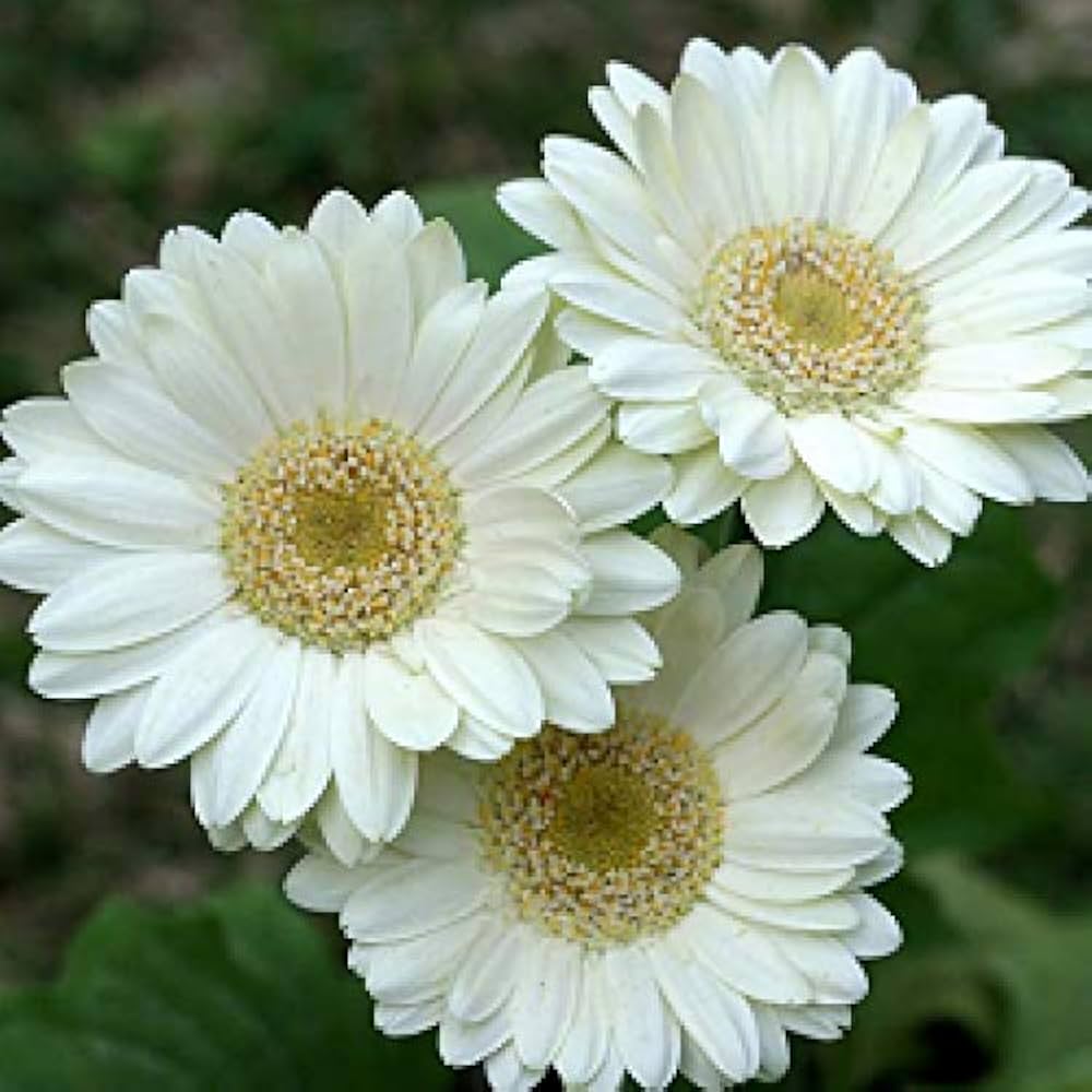 Gerbera daisy flower Gerbera jamesonii mixed color seeds for planting in home garden landscapes
