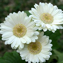 Gerbera daisy flower Gerbera jamesonii mixed color seeds for planting in home garden landscapes