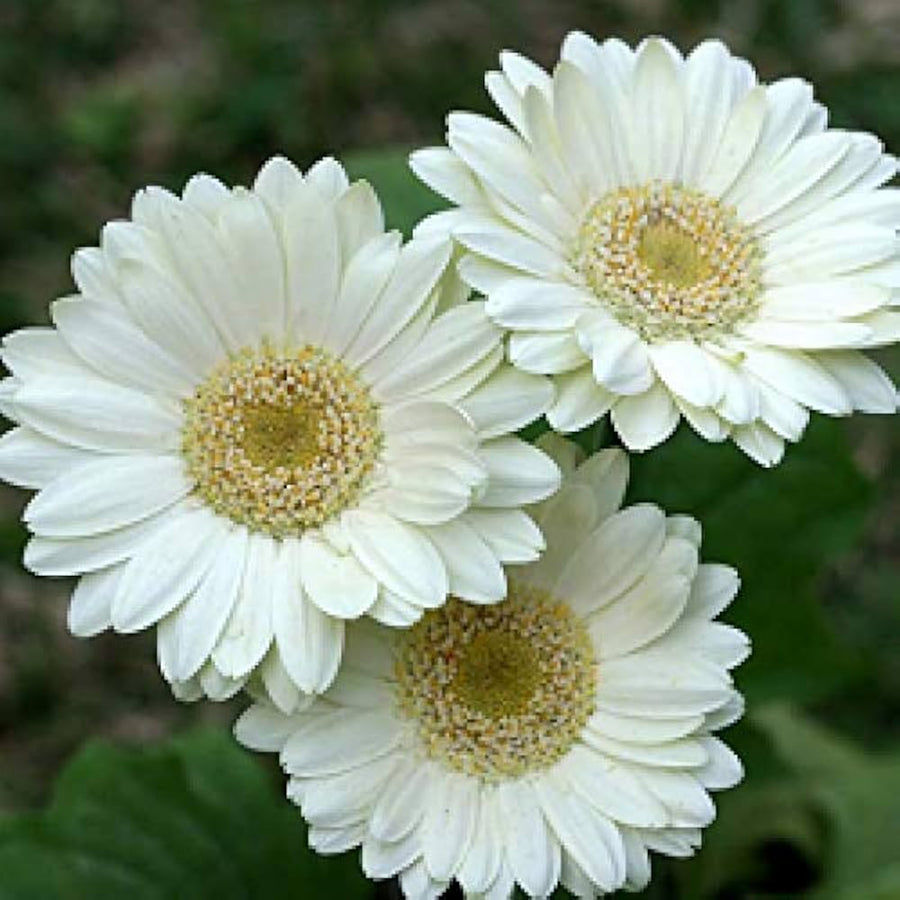 Gerbera daisy flower Gerbera jamesonii mixed color seeds for planting in home garden landscapes