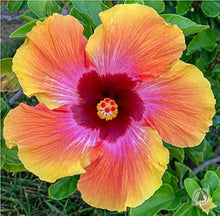 Hibiscus Rosa-Sinensis Rare Exotic Orange Pink Seeds for a homegrown harvest from the Decorative Garden Use