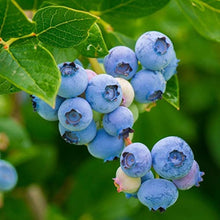 Organic American Blueberry Seeds et  Ornamental Garden Plant for Home Gardening