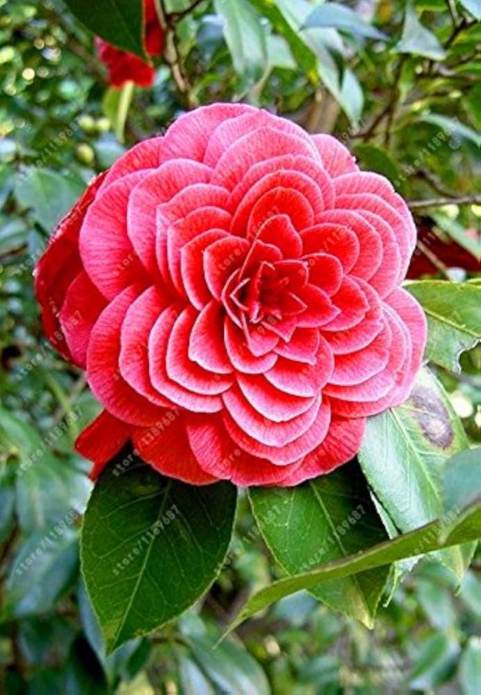 Colored Semi Flower Plant Seeds for DIY