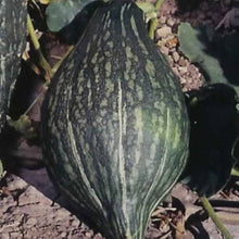 Hubbard True Green Squash Seeds for home growers seeking a reliable harvest