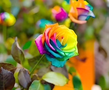 Rainbow Rose (Rosa spp.) seeds for fragrant garden decoration