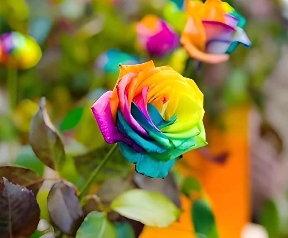 Rainbow Rose Rosa hybrida purple flower seeds for decorative planting in garden spaces - for planting in home garden