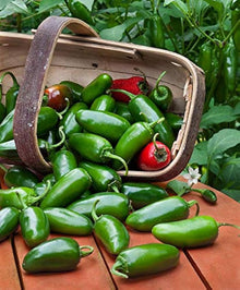 Jalapeno Pepper Seeds (Capsicum annuum) for a fresh homegrown crop from the Vegetable Patch