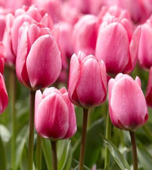Tulip Seeds grown for indoor Living Room Air Purification