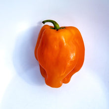 Petit Marseillais Pepper Seeds (Capsicum annuum) known for french Heirloom Gardening