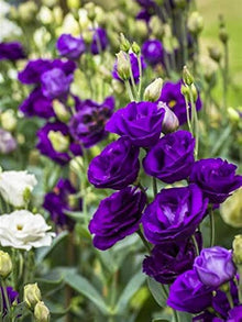 Lisianthus Eustoma Grandiflorum Purple Shade Seeds for growers filling out the Home Cut Flower Beds