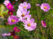 Cosmos Cosmos Bipinnatus Seeds for gardeners building out beds and borders