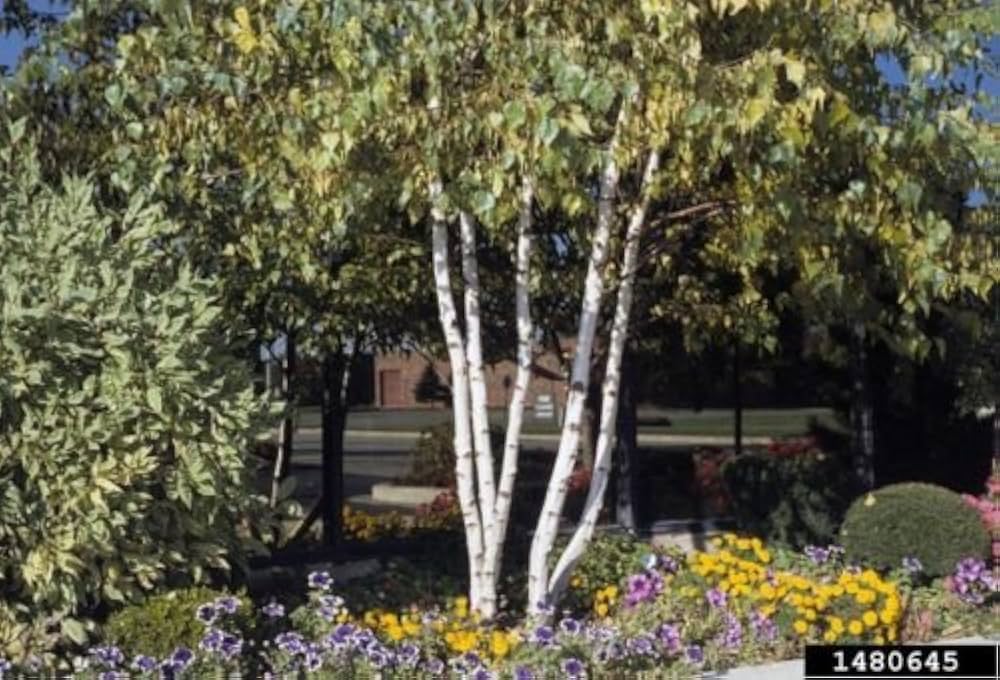 Japanese White Birch ��������� Betula platyphylla ��������� for garden planting