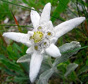 Edelweiss flower Leontopodium Alpinum for planting in home garden