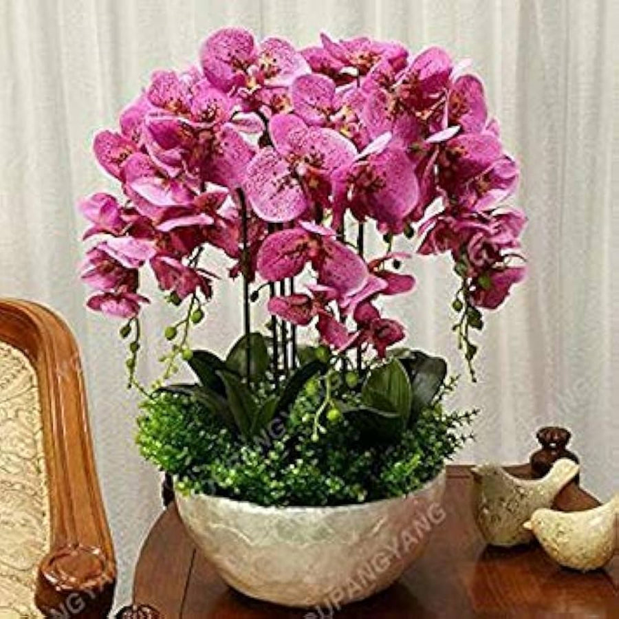 Hydroponic Phalaenopsis Orchid Plant - for planting in home garden