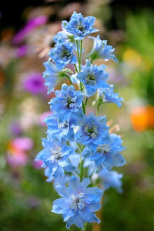 Sky Blue Larkspur Seeds (Delphinium ajacis) for growers filling out the Flower Bed & Urban Garden