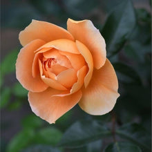 Orange and white rose flower seeds