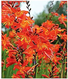 Crocosmia Montbretia Crocosmia spp. flowering bulb seeds for planting in borders and perennial gardens