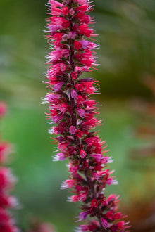 Echium Tree Seeds (Echium spp.) for long-term planting in the Flower Garden