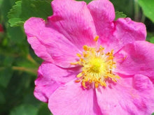 Arkansas Rose Seeds (Rosa arkansana) known for backyard gardening