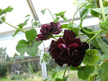 Geranium Seeds (Pelargonium hortorum) for seasonal color across the home garden containers